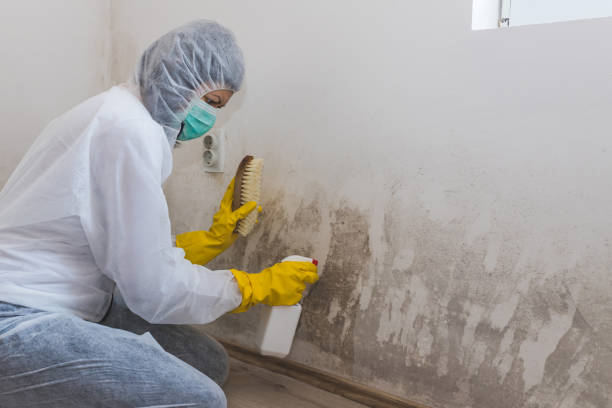 Environmental Consulting for Mold Prevention in Weatherford, OK